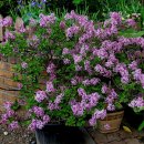 수원성첨성대한증막 이미지