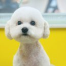 솜사탕 애견미용실 이미지