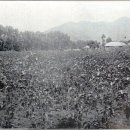 사금농장 이미지