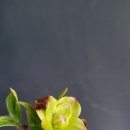 산딸나무 겹 백화 (두분재작품 ㆍ귀한수종) 이미지