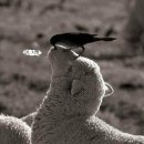 보너스 PC Daum카페