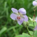 수항1교 이미지
