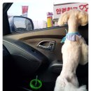 서정동물병원 이미지