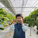 해맑은2농장 | 평택 고덕 딸기체험팜 🍓 4세 아이랑 딸기 모찌 패키지 솔직후기 (가격/예약)