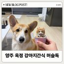 요크독애견샵 | 양주 옥정 애견수제간식 머슬독 강아지머핀케이크 후기