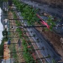 장자골 농장 이미지