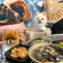 사랑방 포차식당 | 부산 영도 조개구이 '사랑방' 애견동반식당 내돈내산 후기 - 청사포점 아님 주의, 바다뷰 없음 주의