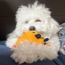 그루메이트 Groomate 이미지