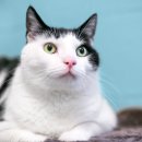 메디힐동물병원 이미지