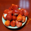 금일농산