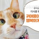 사회적협동조합반려동물 이미지