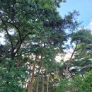춘천 발산리 고인돌군 | 강원도 춘천시 신북읍 발산3리 발산마을숲