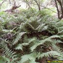 수림약품 이미지