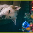 라비동물병원 이미지