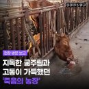 고니농장 | 블로그 수익으로 방치 된 당나귀에게 기부하기