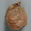 연체동물 - 이매패綱 - 백합目 - 굴아재비科 - 운모굴아재비 이미지