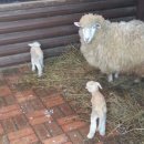 신정농장 이미지