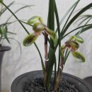 한국춘란 전시회 이미지