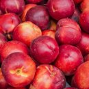 피오르디 젤라또 이미지