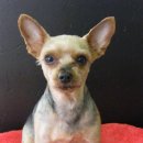 남서울동물병원 이미지