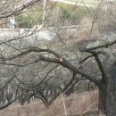 버팀목농원 이미지