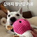 스타일 멍멍 | 실내놀이로 딱 좋은 강아지 터그놀이 장난감 멍멍집사 5종 리얼 후기