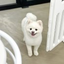 댕그리몽 네이버블로그