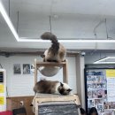 고양이카페 랙돌 이미지