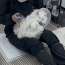 서울고양이미용실 이미지