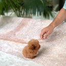 슈슈퍼피 이미지