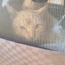 갑을동물병원 이미지