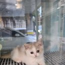 라라캣 | 나비캣 의정부점에서 브리티쉬먼치킨 입양했어용(내돈내산)