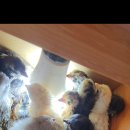 청계농장 | [대부도 청계 분양] 건강한 청계알 &amp; 청계 병아리, 대부도 브릭스 포도농장에서 직접 보고 데려가세요!