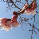 매화마을길 이미지