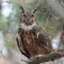 부엉이야 이미지