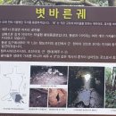 코시롱화덕피자 이미지