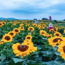 2023년 함안 "강주리 마을 해바라기 축제 현장"을 찾아서 취재국장 박승권은 떠나본다 이미지