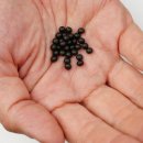 영산약품 | 일본의 약과 약판매상