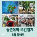 더풍전(주) 주유소 | 보성 농촌유학 주간일기 6월 둘째주 / 벌교 / 순천 / 패디큐어 / 뚝딱 간식만들기 무지개텃밭