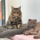 모두애동물병원 이미지