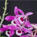 Dendrobium lituiflorum 리투이프로룸 (나팔순석곡) 이미지