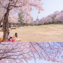 기다렸던 벚꽃 팡팡! 서울대공원·어린이대공원 가자 이미지