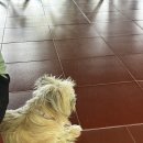 댕댕쿠킹 이미지