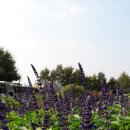 블루세이지 이미지