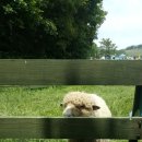 해돌목장 이미지