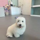 밀크독 케어 애견유치원 호텔 이미지