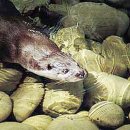 수달횟집 이미지