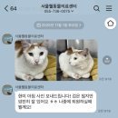 서울웰동물의료센터 | 고양이 치아 흡수성 병변 수술(거제서울웰동물병원)