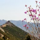 편백향기 이미지