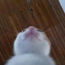 당당